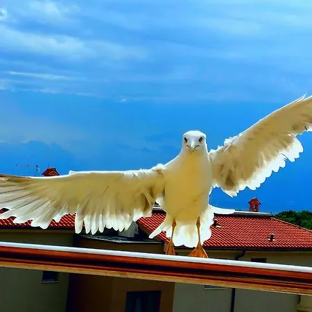 Apartman Irena *